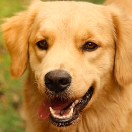 Belgian Tervuren and Golden Retrievers from Rise and Shine Kennels