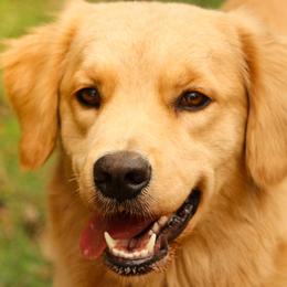 Belgian Tervuren and Golden Retrievers from Rise and Shine Kennels