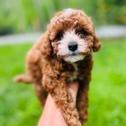 Coco - Red female Cavapoo puppy in Natural Bridge, Virginia from Rockbridge Puppies