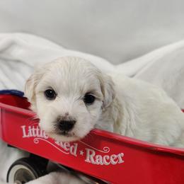 Moe: OFA parents - White male Coton de Tulear puppy in Westfield, North Carolina from Legacy Pets