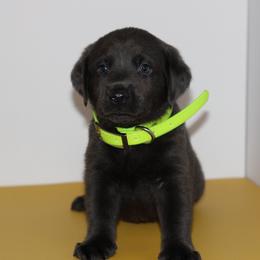 Karat - Black male Labrador Retriever puppy in Morrilton, Arkansas from Ancient Dogges Performance Dogs