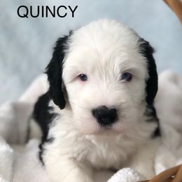 QUINCY - Blue gray and white male Old English Sheepdog puppy in Baltimore, Maryland from Misty Blue’s Old English Sheepdogs