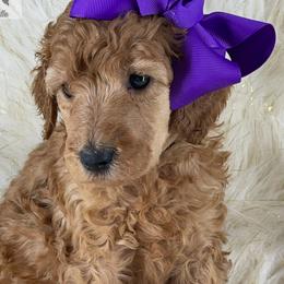 Diara - Poodle puppy from The Olympus Standard Poodle