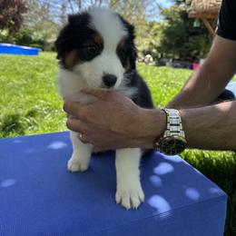 River - Black tri-color female Australian Shepherd puppy in Star, Idaho from Star Aussies