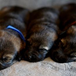 German Shepherd Puppies from Yosemite Shepherds