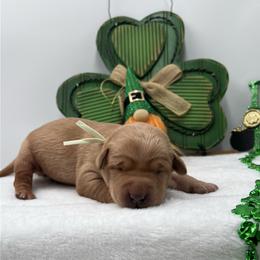 Teal - Yellow female Labrador Retriever puppy in Heath Springs, South Carolina from Rich Hill Retrievers