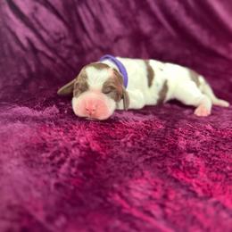 Marnie - Liver white and tan female English Springer Spaniel puppy in Poolville, Texas from Lakeview springers