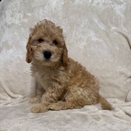 Danny - Apricot male Poodle puppy in Auburn, Georgia from Southern Poodles