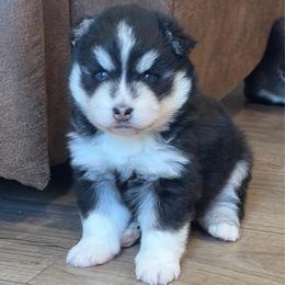 Georgie - Black and white male Pomsky puppy in Tonasket, Washington from Washington Pomskies