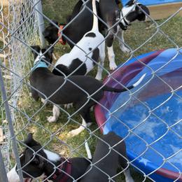 Greyhound puppies from ARK Greyhound Kennel LLC
