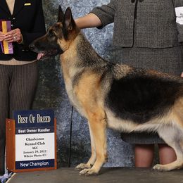 German Shepherds from J-Lyn Shepherds
