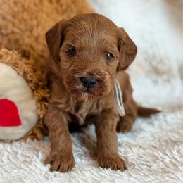 Archie - Red  male Goldendoodle puppy in Wharton, Texas from Little Fur Friends
