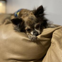 Nemo - Chihuahua