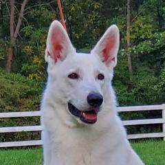 Ozzy - Berger Blanc Suisse