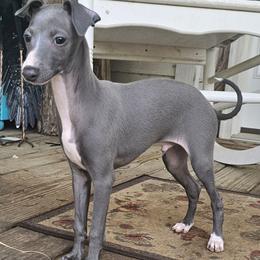 Ruler Of The House - Blue male Italian Greyhound puppy in Cadwell, Georgia from All The DoDa Day Italian Greyhounds