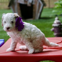 Purple - Caramel female Australian Labradoodle puppy in Milton, North Carolina from Good Day Doodles