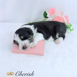 Cherish - Black tri-color female Australian Shepherd puppy in Jonesborough, Tennessee from Lotus Australian Shepherds