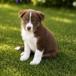 Valka - Red female Border Collie puppy in Sanger, California from Flying M Cactus Ranch Buddies