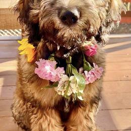 Aussiedoodle Puppies from Signature Doodles