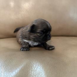 Bear - Chocolate male Shih Tzu puppy in York, South Carolina from Brinklee's Babies