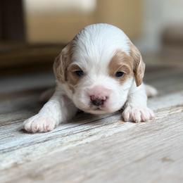 Lady Charlotte - Blenheim female Cavapoo puppy in Draper, Utah from Peaks Pups — Exceptional by Nature. Raised with Purpose.