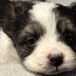 Papillons from Cheryl's Papillons