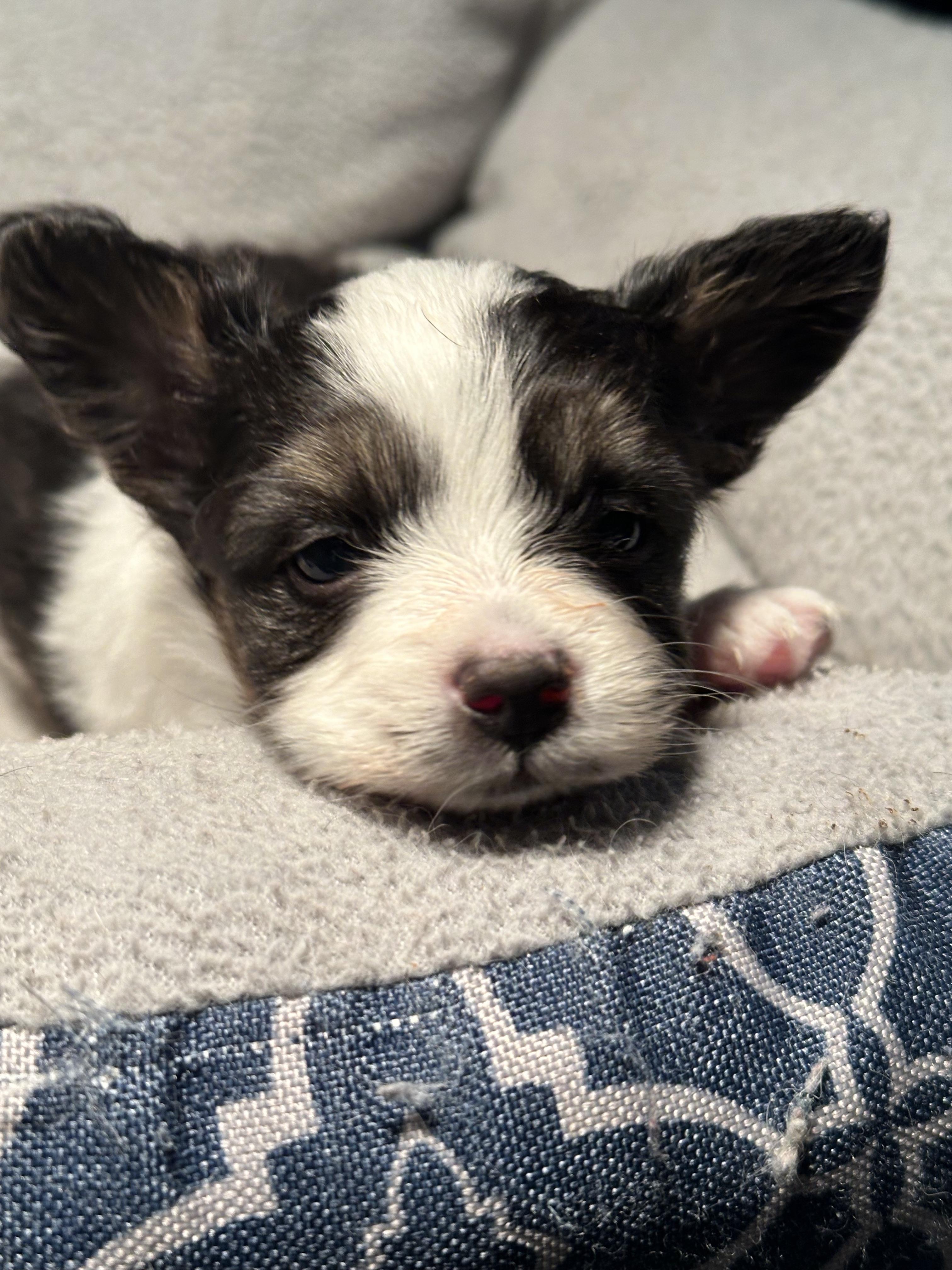 Cheryl's Papillons in Michigan | Papillon puppies | Good Dog