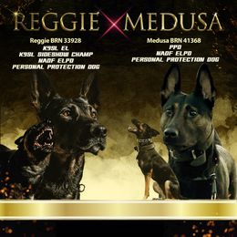 Belgian Malinois puppies from 11:11 Working Dogs