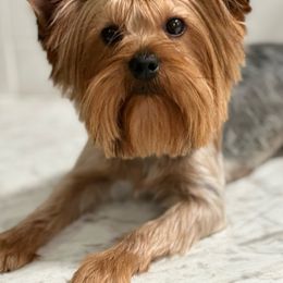 Duncan - Yorkshire Terrier
