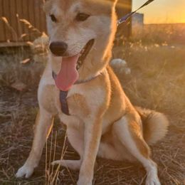 Shiba Inu from Shiba Inus of Lubbock