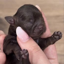 Puperoni - Liver male Shih Tzu puppy in Hendersonville, Tennessee from Peekaboo Farms