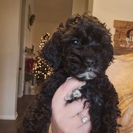 Sunny - Black and white female Cockapoo puppy in Galena, Illinois from Perry's doodles