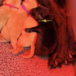 Purple Collar - Black female Labrador Retriever puppy in Manchester, Maryland from TMK Labradors