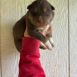 Boy 1 - Red and white male Siberian Husky puppy in Jonesborough, Tennessee from Dry Creek Siberians