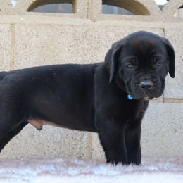 Blue collar - Black brindle male Cane Corso puppy in Caliente, California from Rafter Cross 7
