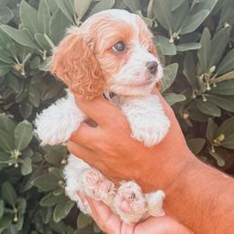 Butter - Blenheim male Cavapoo puppy in Mayo, Florida from Kingston’s Cavaliers