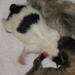 Girl 2 - female Pomeranian puppy in Turnersville, New Jersey from MK Exquisite Poms