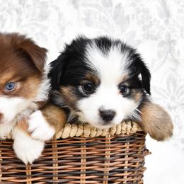 Russell Terrier, Miniature Australian Shepherd, and Toy Australian Shepherd Puppies from Rustic Lace Mini Aussies