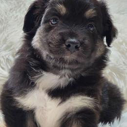KB.BTM3 - Black tri-color male Australian Shepherd puppy in Deer Lodge, Tennessee from KSH Aussie Haven