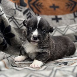 Abby - Black and tan female American Corgi puppy in Washington, Arkansas from Foxy Knoll Farm