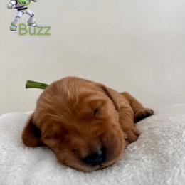 Buzz - Golden male Golden Retriever puppy in Simpsonville, South Carolina from Upstate Revival Retrievers