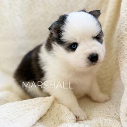 Marshall - Black and white male Pomsky puppy in Grass Valley, California from Karalot Pomskies