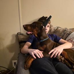 Teal - Red and rust female Doberman Pinscher puppy in Knox, Indiana from Double River Dobermans