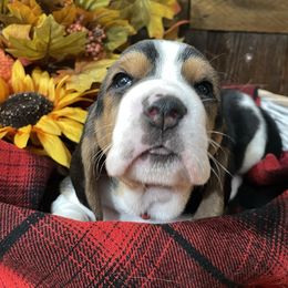 Basset Hound Puppies from Rain and Snow Bassets