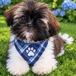Pluto - Silver gold and white male Shih Tzu puppy in Monrovia, California from Sunrise Shihtzu Blossom