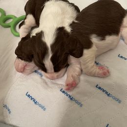 English Springer Spaniel Puppies from Dalsland