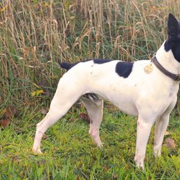 Rat Terriers from Gun River Terriers