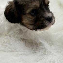 Boy 1 - male Cavapoo puppy in Mena, Arkansas from Ouachita Gold Diggers