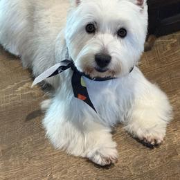 Maddie - West Highland White Terrier