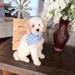 Will - Yellow and white male Bernedoodle puppy in Cartersville, Georgia from Simply Blessed Doodles